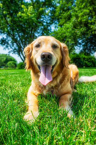 A close-up of a panting 5 year old Golden Retriever while lying in the grass of her backyard