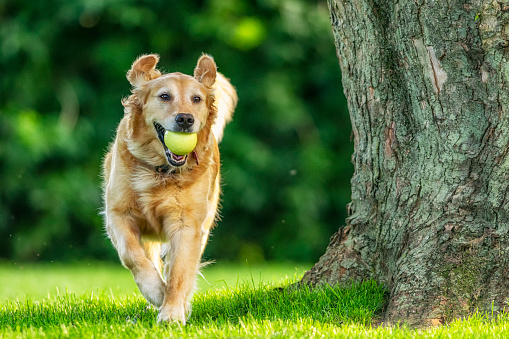 A happy cute 5 year old Golden Retriever running with her ball around her grass yard by a tree, playing fetch.