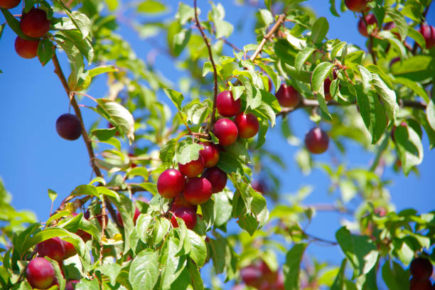 istock Plum ripening on a tree among green foliage. 1460537527