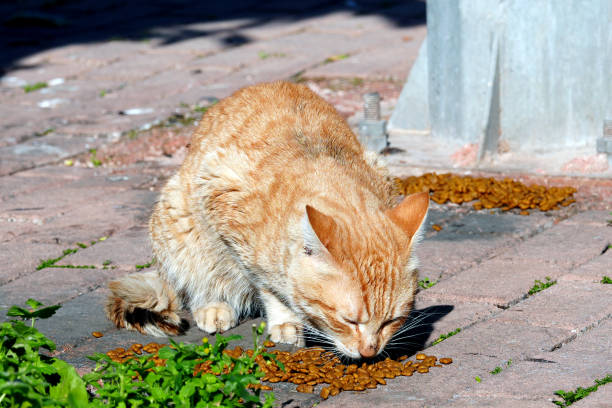 Stray cat eating cat food - help stray animals