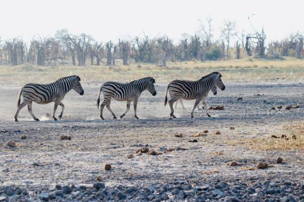 istock Zebras walking in Botswana Africa 1460538867