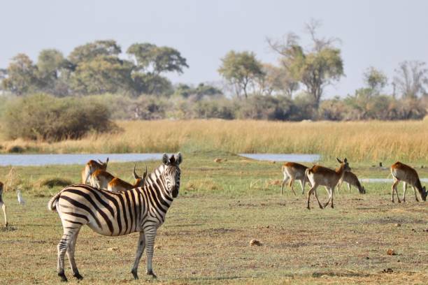 istock Zebra looking at camera and gazelles 1460538888