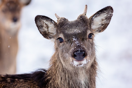 A deer with black eyes and little antlers having snow on its snout. Winter day with white background. Another deer standing behind.