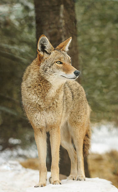 istock Coyote (Canis latrans) Stands in Snow Looking Right 146053959