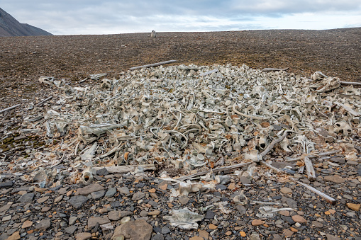 a large pile of whale bones from a 17th century whale station on Svalbard.