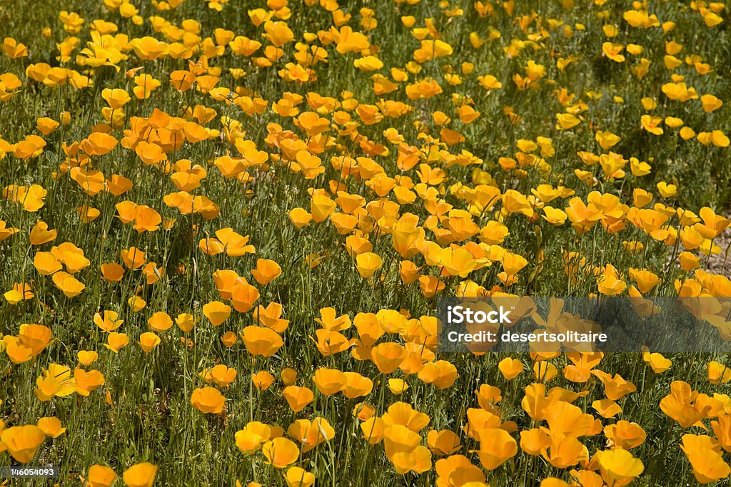 Fleurs de printemps dans le désert - Photo de Arizona libre de droits