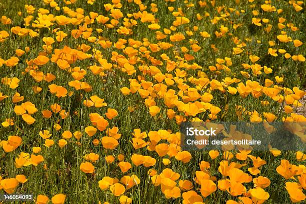 사막 봄 야생화를 0명에 대한 스톡 사진 및 기타 이미지 - 0명, 금색, 꽃-식물