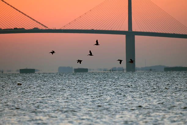 istock Brown Plicans in flight across the bay 146054094