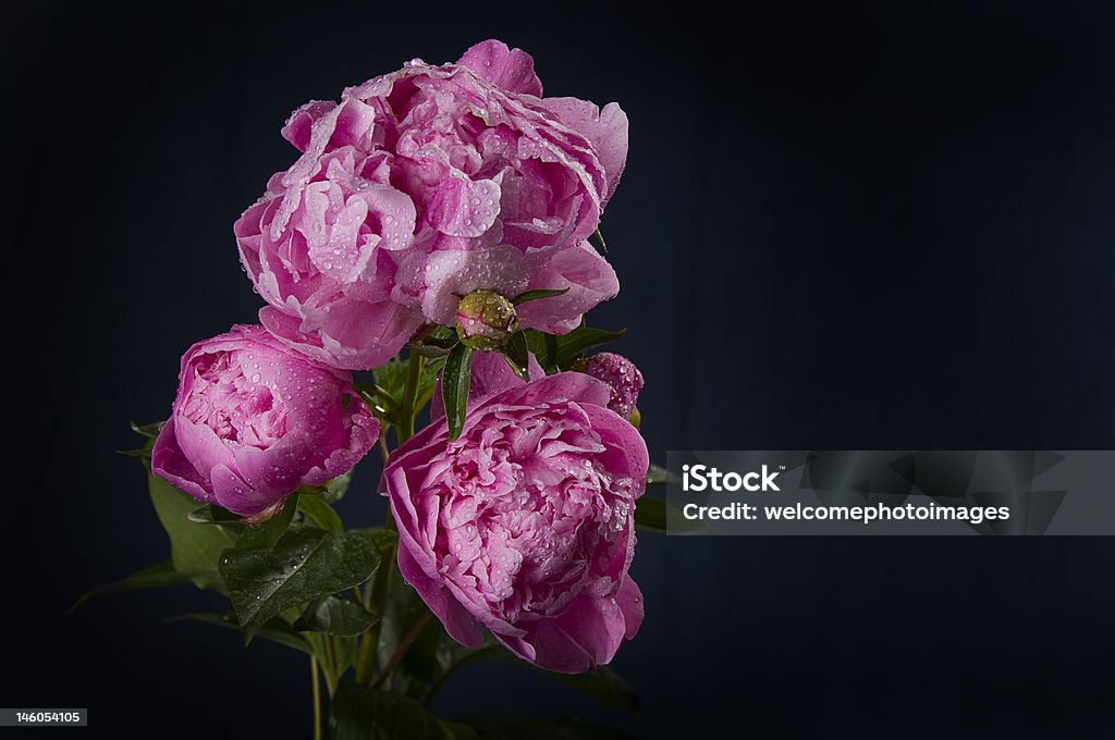 Rosa Peonies - Foto de stock de Aire libre libre de derechos