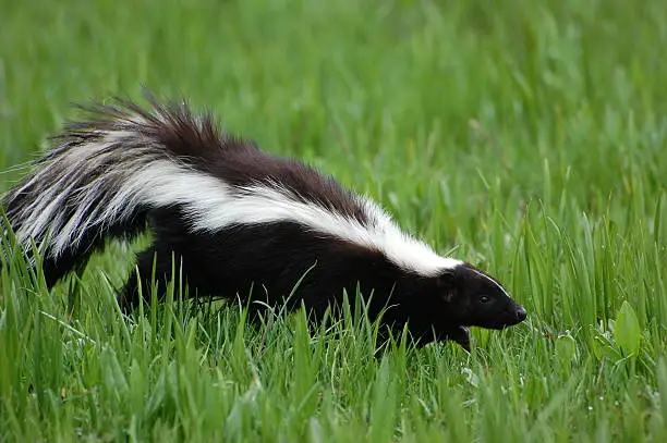 Skunk looks for food in early spring.