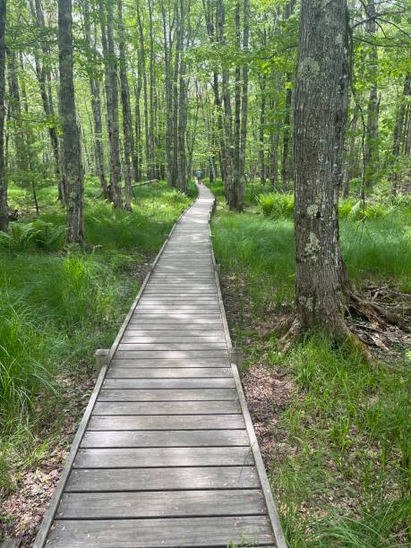 istock Hiking trail in Acadia National Park 1460542718