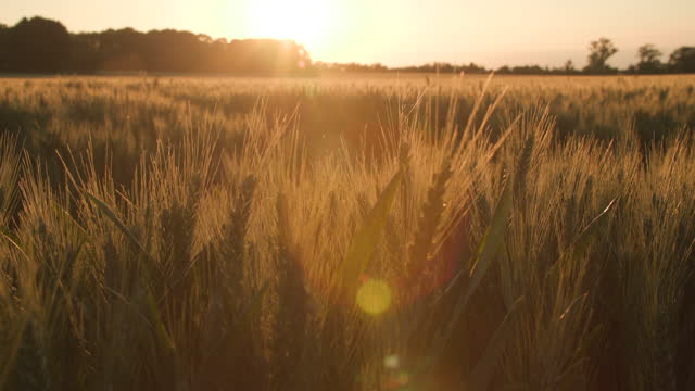 Rack focus clip of the sun setting over wheat or barley field at sunset