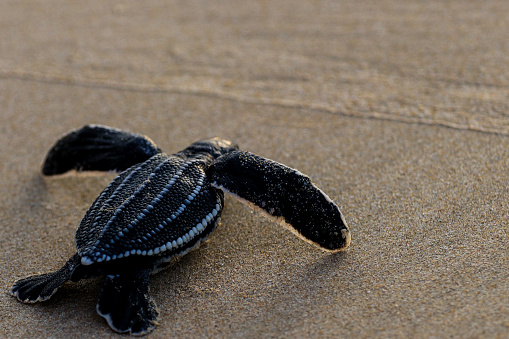 The people of aceh are again releasing baby leatherback turtles into aceh sea waters,\nThe turtle is the result of being hatched by the aceh turtle lover community.