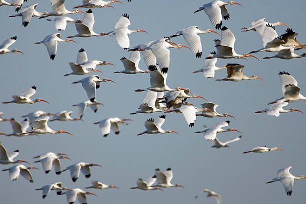 istock Flock of White Ibis expolde into the air 146054548