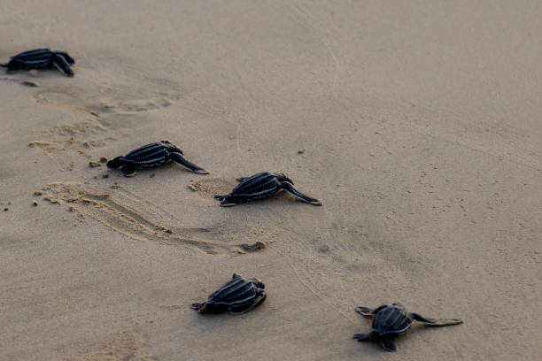 istock Releasing baby leatherback turtles into aceh sea waters, 1460545933