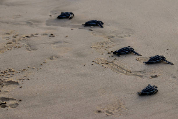 istock Releasing baby leatherback turtles into aceh sea waters, 1460545937