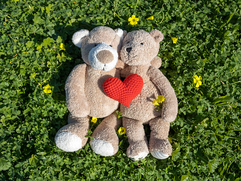 Two hugging teddy bears with red heart lying in green grass in sunlight