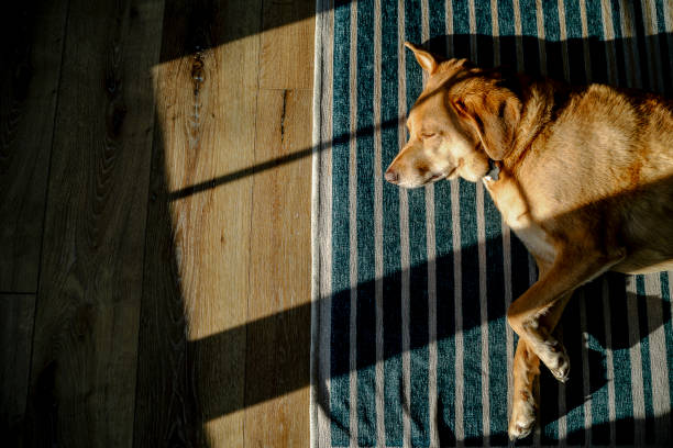 Brown Hound Dog Sleeping in Sunlight on Rug in Saint Paul, Minnesota, United States