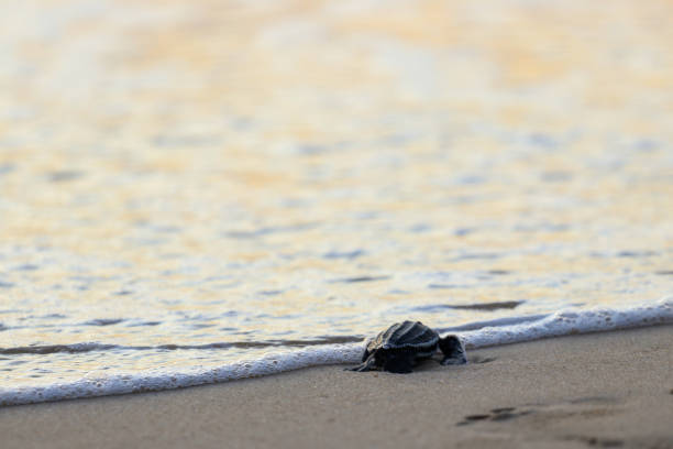 istock Releasing baby leatherback turtles into aceh sea waters, 1460546598