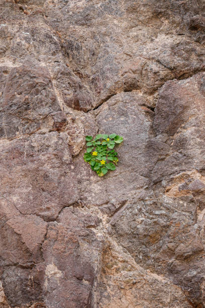 istock Yellow Flowers Growing on Rock 1460546753