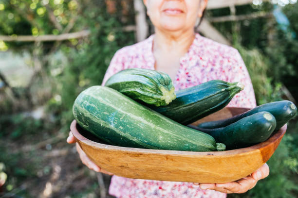 Unrecognizable hispanic farmer woman carrying a wooden tray with zucchini from her vegetable garden. Unrecognizable hispanic farmer woman carrying a wooden tray with zucchini from her vegetable garden. chilean ethnicity stock pictures, royalty-free photos & images