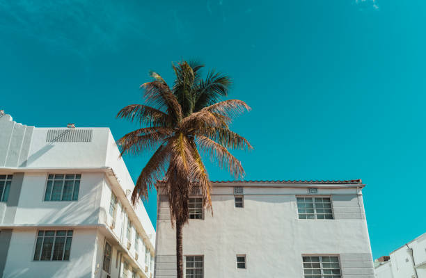 istock palm trees in front of a building Miami Beach 1460547478