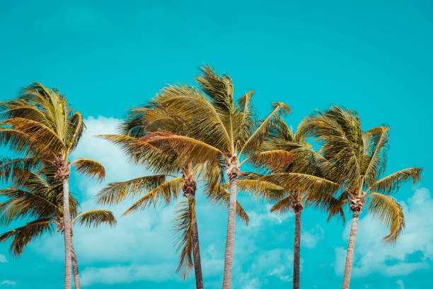 istock palm trees on the beach vacation miami 1460547491