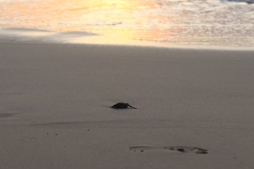 The people of aceh are again releasing baby leatherback turtles into aceh sea waters,
The turtle is the result of being hatched by the aceh turtle lover community.