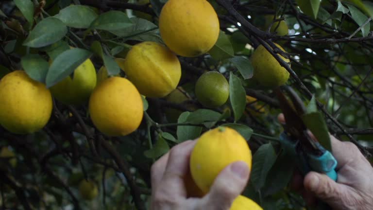 Ripe lemon fruits hang on branch in the garden. Citrus plantation with lemons. Harvest season