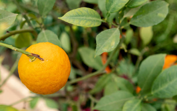 istock tangerines on a branch in the garden 1460549041