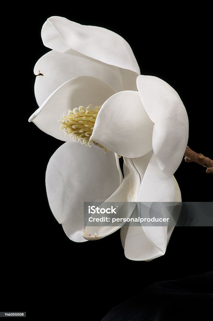 Kwiat magnolii 2 - Zbiór zdjęć royalty-free (Bez ludzi)