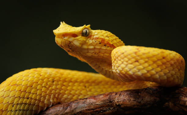 istock Eyelash Viper in Costa Rica 1460550311
