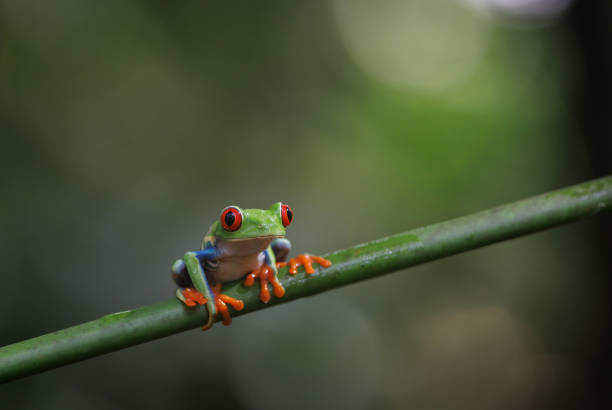 istock Red-eyed Tree Frog in Costa Rica 1460550328