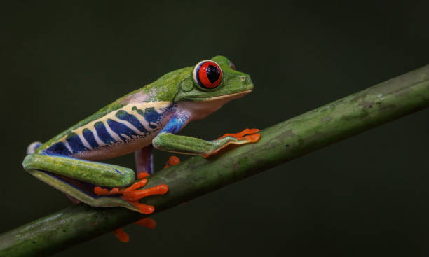 istock Red-eyed Tree Frog in Costa Rica 1460550338