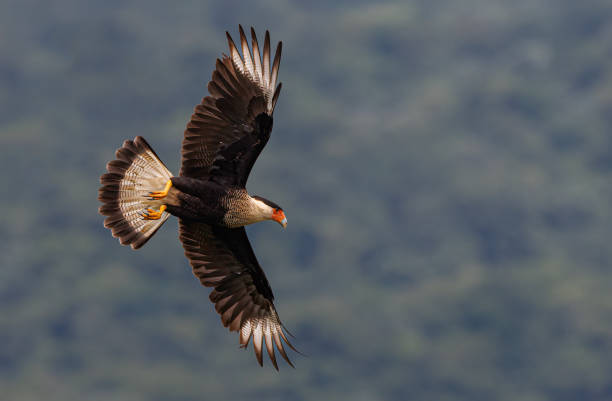 istock Crested Caracara in Florida 1460550408