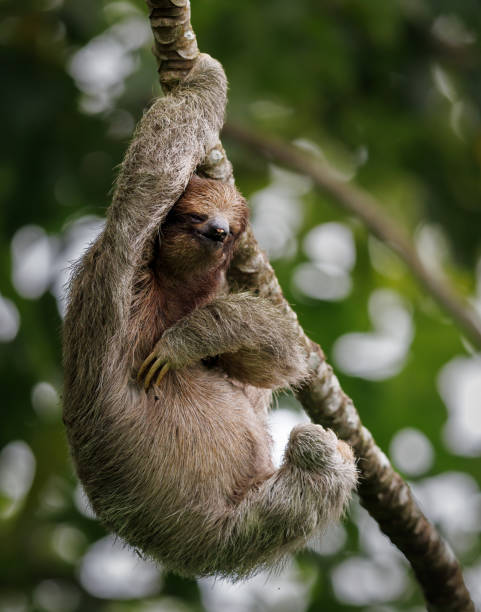istock Sloth in Costa Rica 1460550415