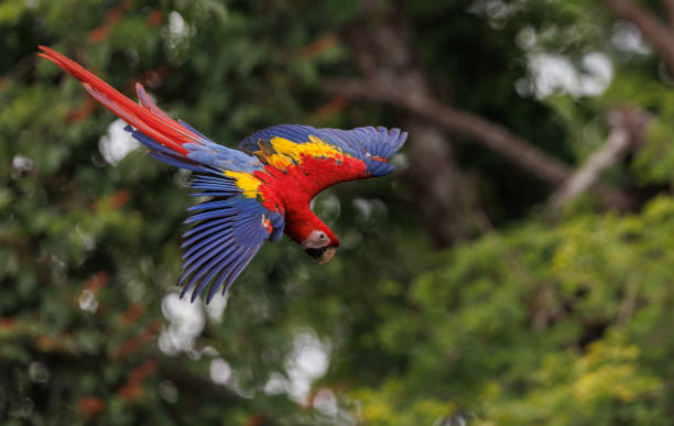istock Scarlet Macaw in Costa Rica 1460550540