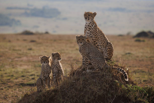 istock Cheetah in Africa 1460550545