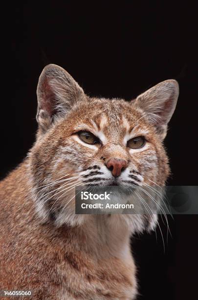 Bobcat Foto de stock y más banco de imágenes de Animal - Animal, Animales salvajes, Cerrado