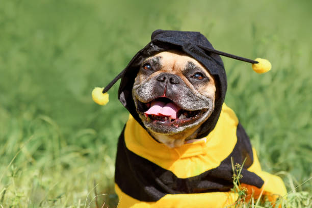 French Bulldog dog in poncho bee costume Cute happy French Bulldog dog in poncho bee costume bee costume stock pictures, royalty-free photos & images