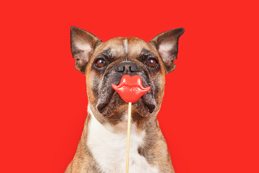 Funny French Bulldog dog with Valentine's Day kiss lips photo prop in front of red background