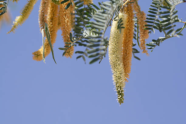 メスキートの木の花 - mesquite tree ストックフォトと画像