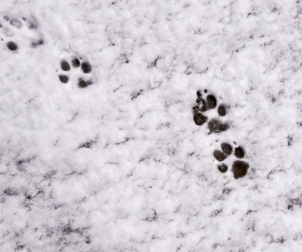 istock Paw prints in the snow 1460551992