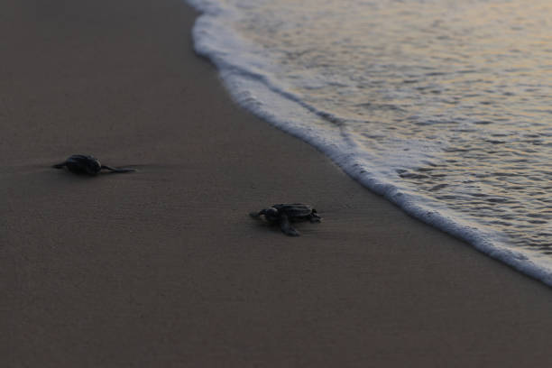 istock Releasing baby leatherback turtles into aceh sea waters, 1460552049