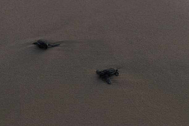 istock Releasing baby leatherback turtles into aceh sea waters, 1460552283
