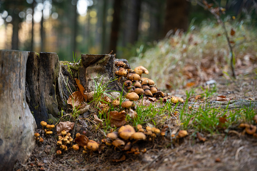 Tiny mushrooms growing next to a tree trunk