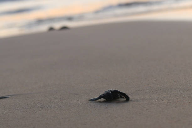 istock Releasing baby leatherback turtles into aceh sea waters, 1460552525