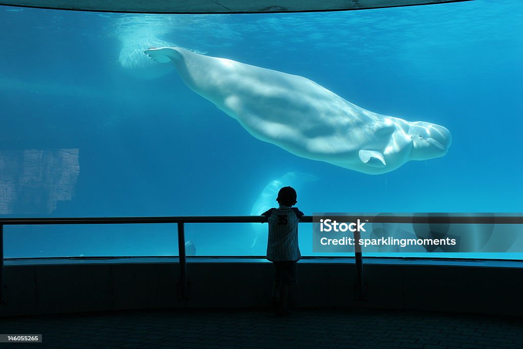 Whale eine gute Zeit - Lizenzfrei Weißwal Stock-Foto