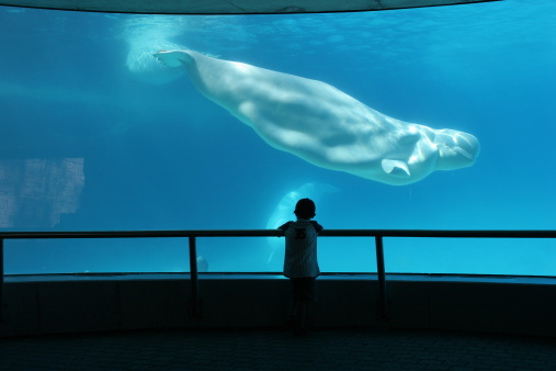 Young boy at an underground aquarium looking at a beluga whale
