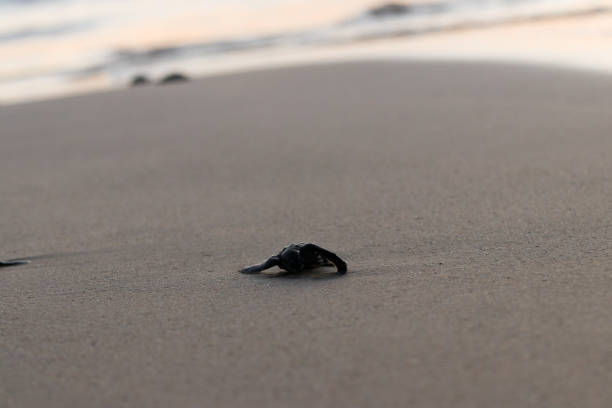 istock Releasing baby leatherback turtles into aceh sea waters, 1460552848
